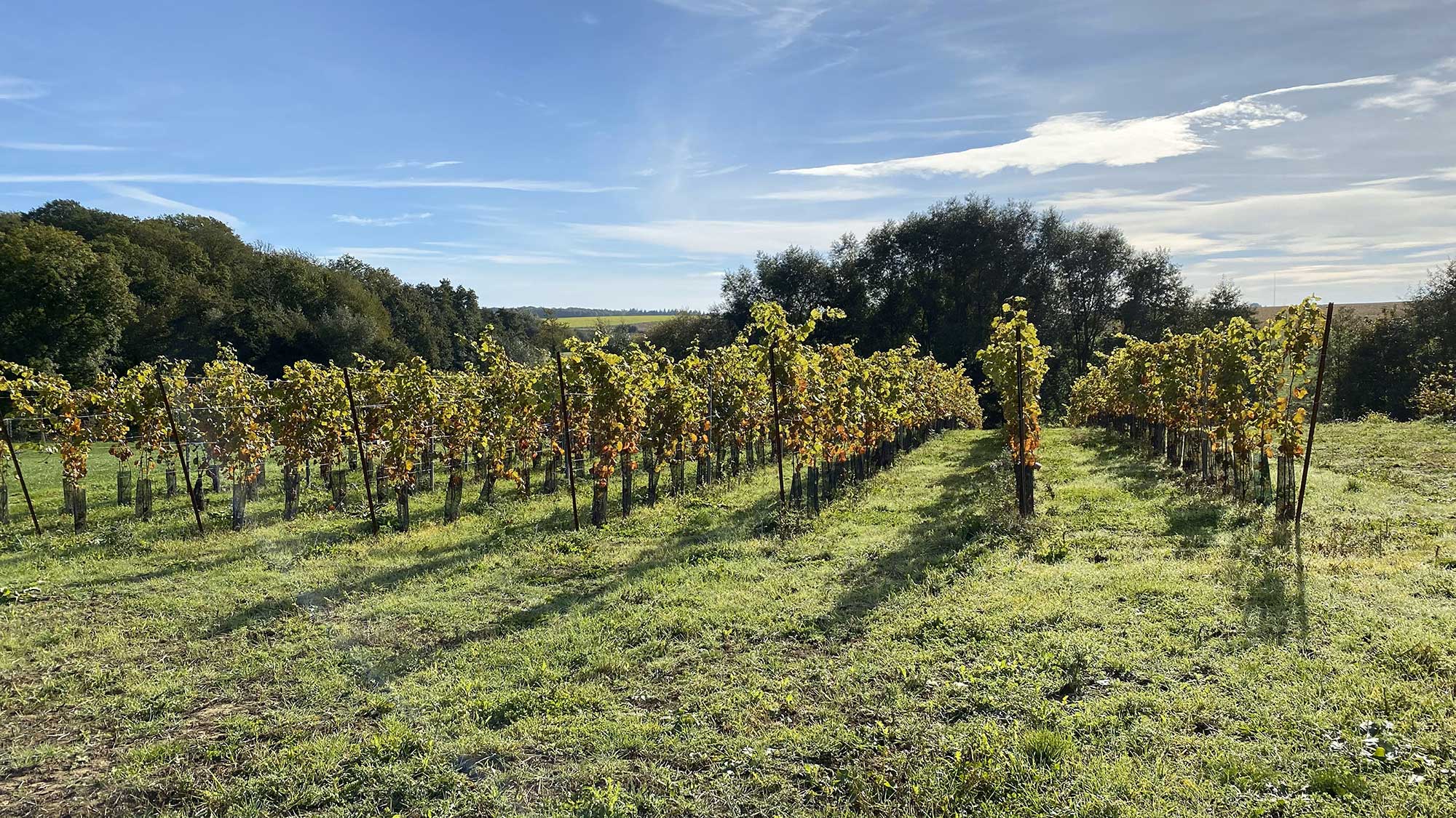 Photo d'un champ du vignoble sous le soleil