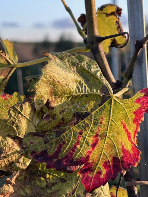 Feuille de vigne avec de jolies couleurs d'automne