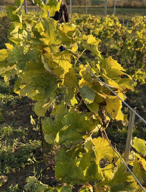 Photo des plants de vignes