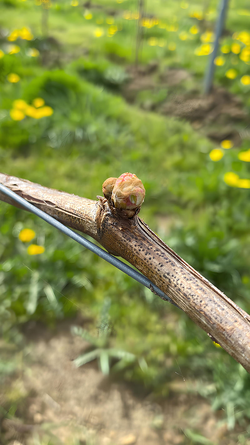 Des bourgeons de vigne en pleine phase de gonflement ("bourgeons dans le coton") sont visibles sur un sarment, signalant le début du débourrement dans le vignoble au printemps.