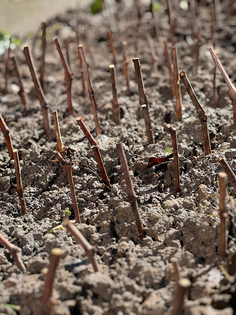 Des boutures de vignes fraîchement plantées dans un sol humide, alignées en rangs serrés, prêtes à s'enraciner pour devenir de futurs plants dans le vignoble.