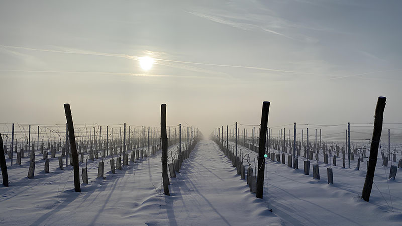 Un vignoble enneigé au lever du soleil, avec des rangées de vignes nues s'étendant à perte de vue sous une lumière douce et brumeuse.