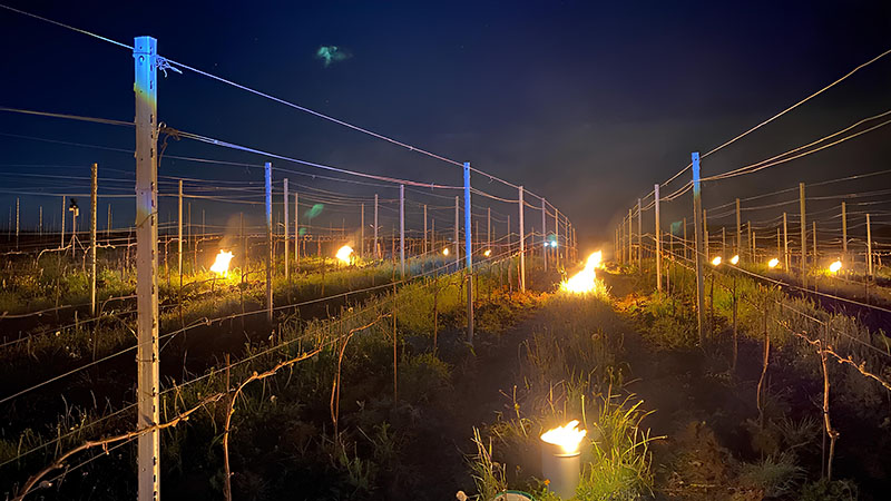 Des feux allumés dans un vignoble pendant la nuit pour protéger les vignes du gel