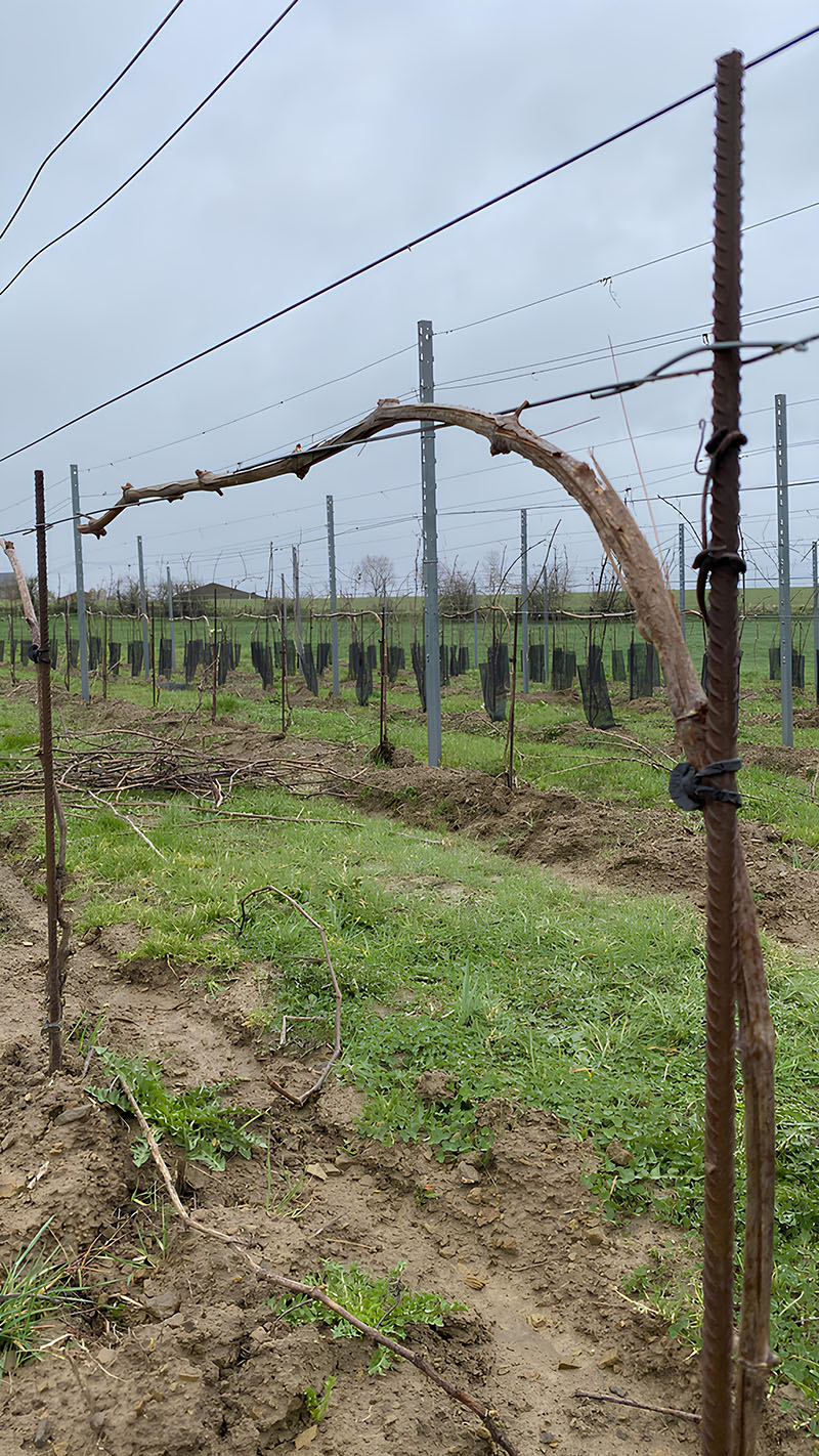 Une vigne taillée selon la méthode Guyot, avec les sarments attachés aux fils de palissage, dans un vignoble en préparation pour la saison de croissance