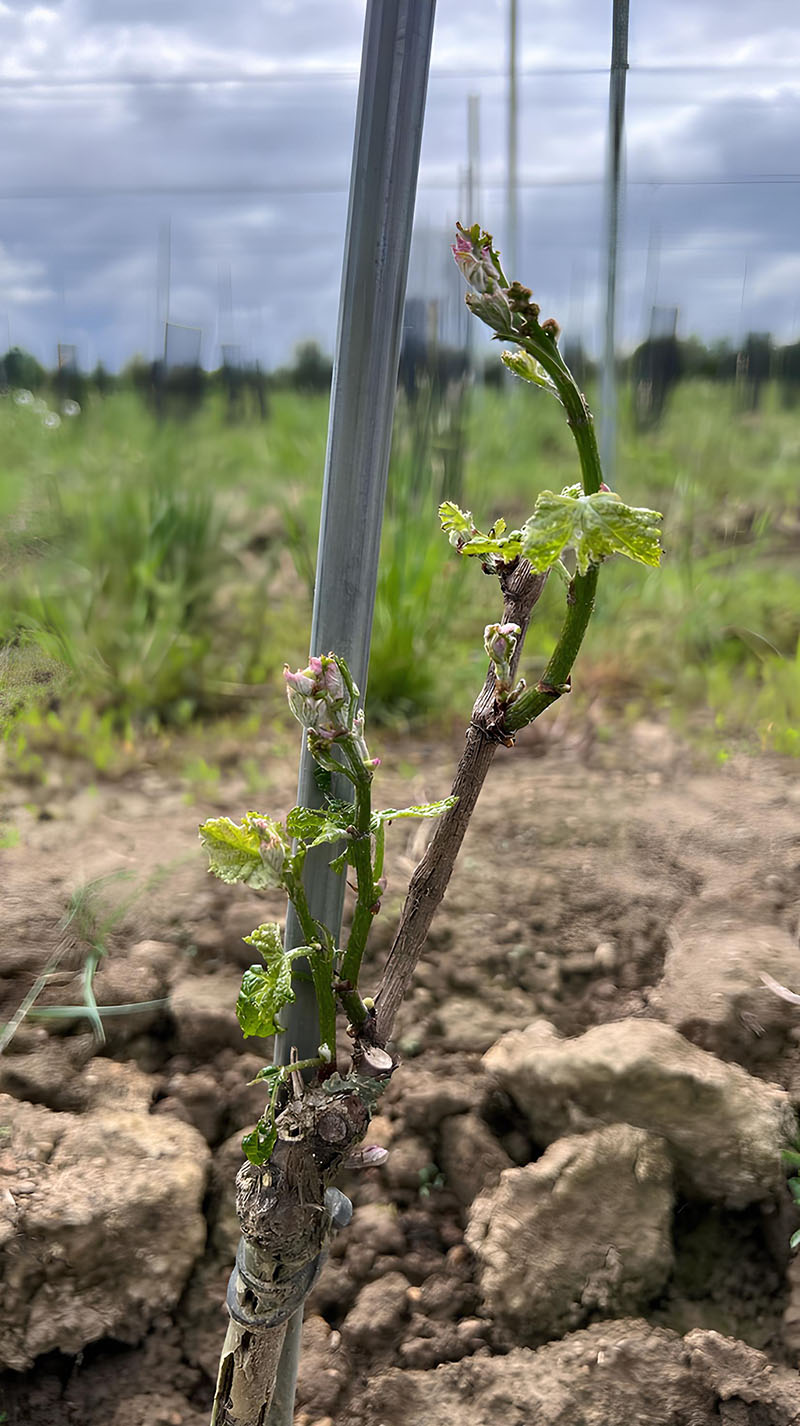 Une jeune vigne attachée à un tuteur métallique, avec de petites feuilles vertes et des bourgeons qui commencent à se développer, pousse dans un sol rocailleux