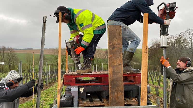 Des bénévoles installent des piquets de palissage dans un vignoble sous un ciel gris, utilisant du matériel lourd pour enfoncer les supports dans le sol