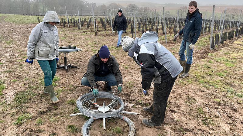 Des bénévoles en train d'installer des câbles de palissage dans un vignoble hivernal, malgré les conditions climatiques difficiles, pour soutenir les vignes avant la saison de croissance.