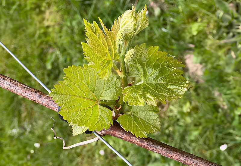 Une jeune pousse de vigne avec des feuilles vertes éclatantes et des bourgeons floraux en développement, soutenue par un fil de palissage.