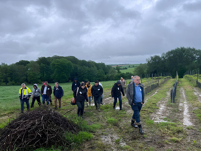 Un groupe de personnes marche à travers un vignoble, explorant les rangs de vignes, malgré des conditions de sol humide, lors d'une visite.