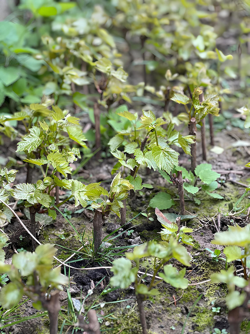 Les boutures de vignes ont pris racine et ont commencé à développer de jeunes feuilles vertes, signe d'une croissance prometteuse dans la pépinière.