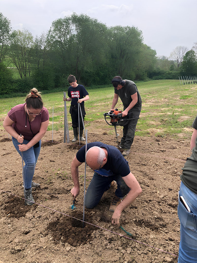 Des bénévoles installent des piquets dans un vignoble, travaillant ensemble pour préparer les rangs de vignes dans un environnement verdoyant.