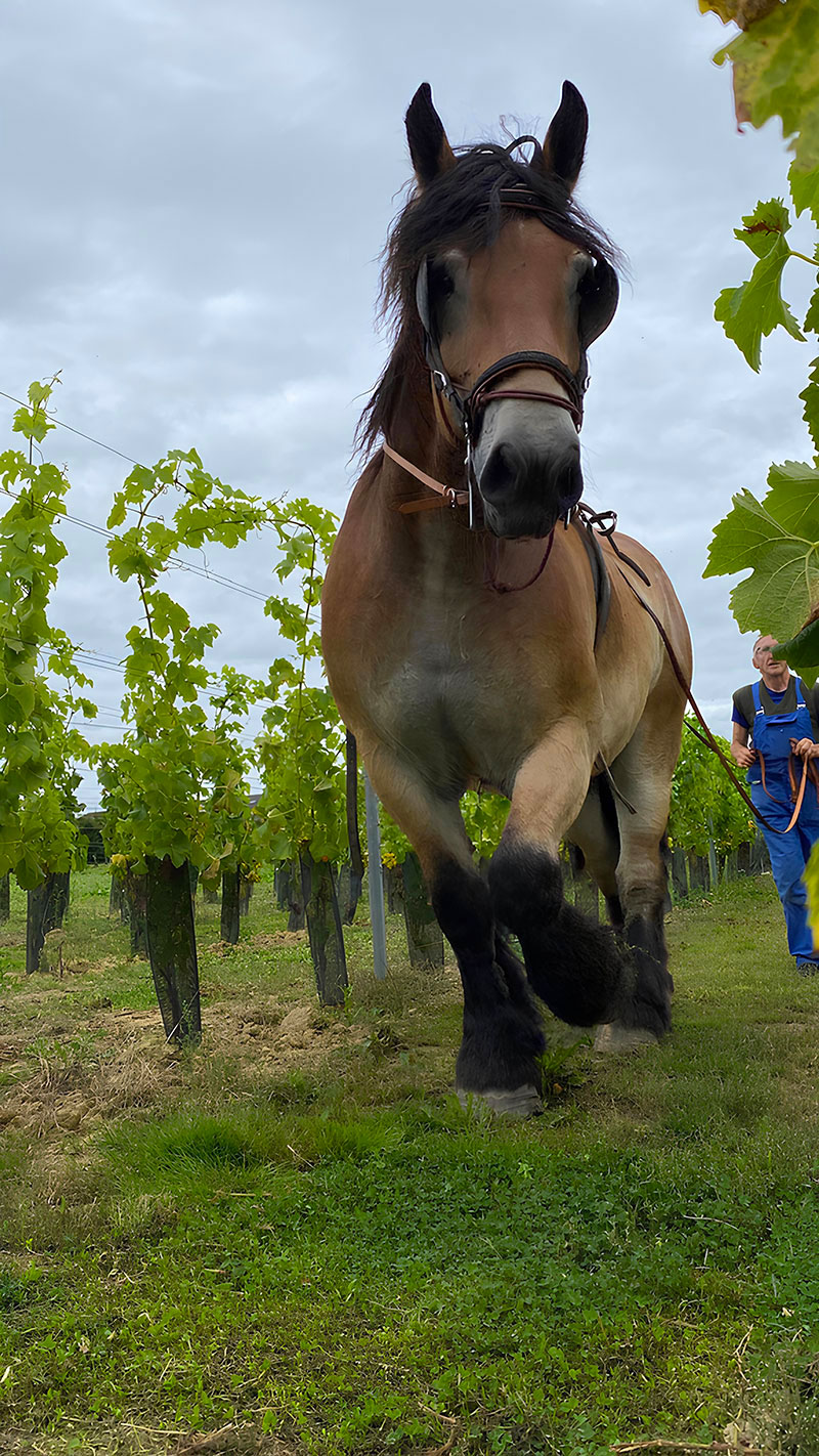 Un cheval de trait avançant entre les rangées de vignes avec un vigneron en arrière-plan, illustrant le travail traditionnel dans le vignoble.