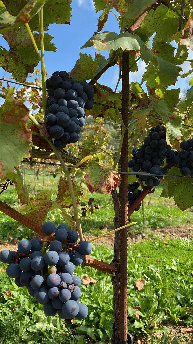 Grappe de raisin rouge suspendue à une vigne avec des feuilles partiellement dorées, sous un ciel ensoleillé.