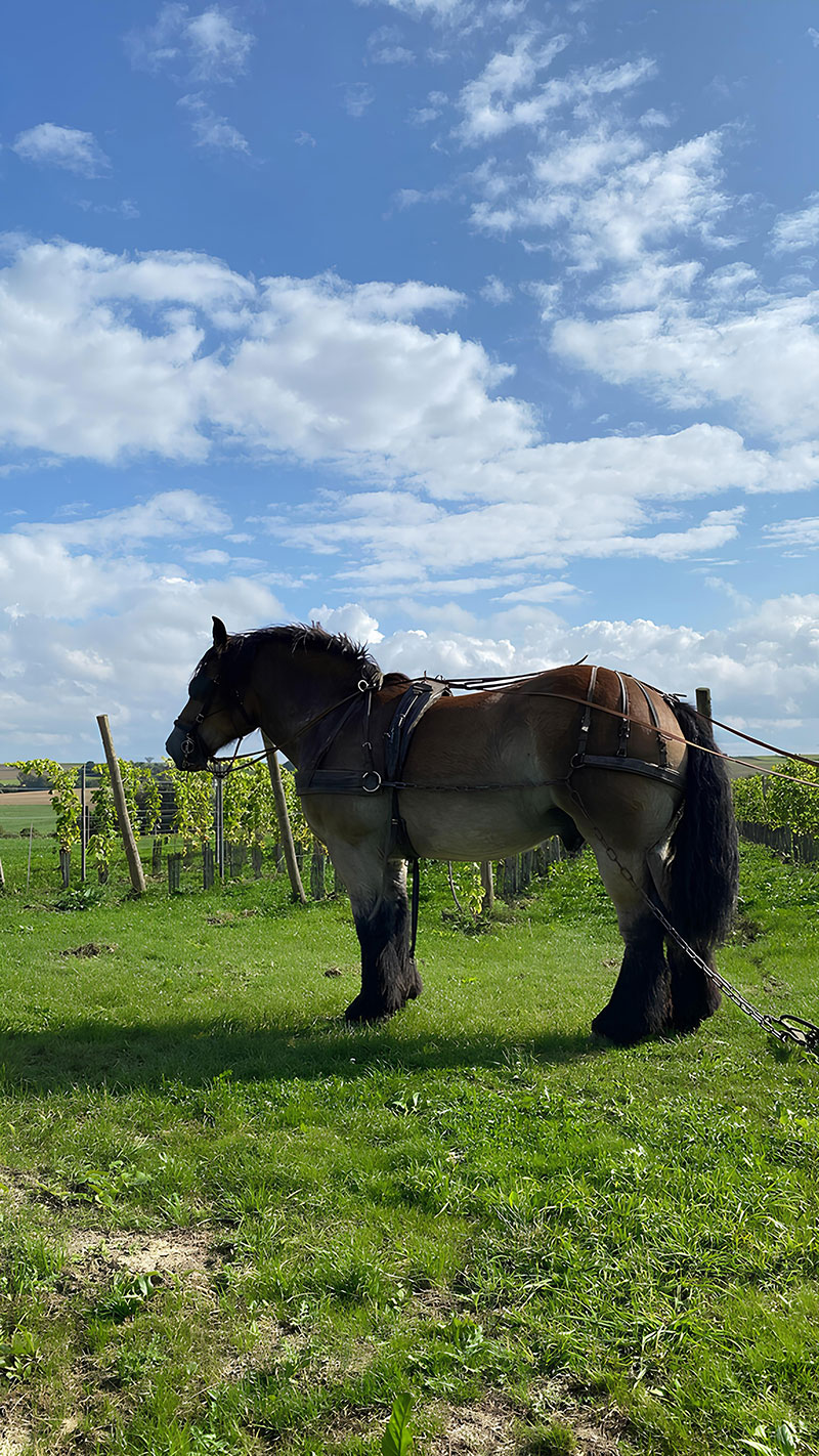 Un cheval de trait équipé pour le travail de la vigne, se tenant sur l’herbe verte sous un ciel bleu dégagé.