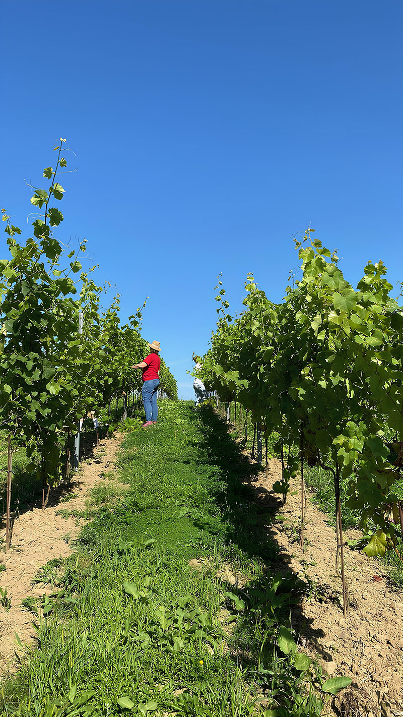 Un vigneron vêtu de rouge inspectant les vignes sous un ciel bleu dégagé, entre deux rangées verdoyantes.