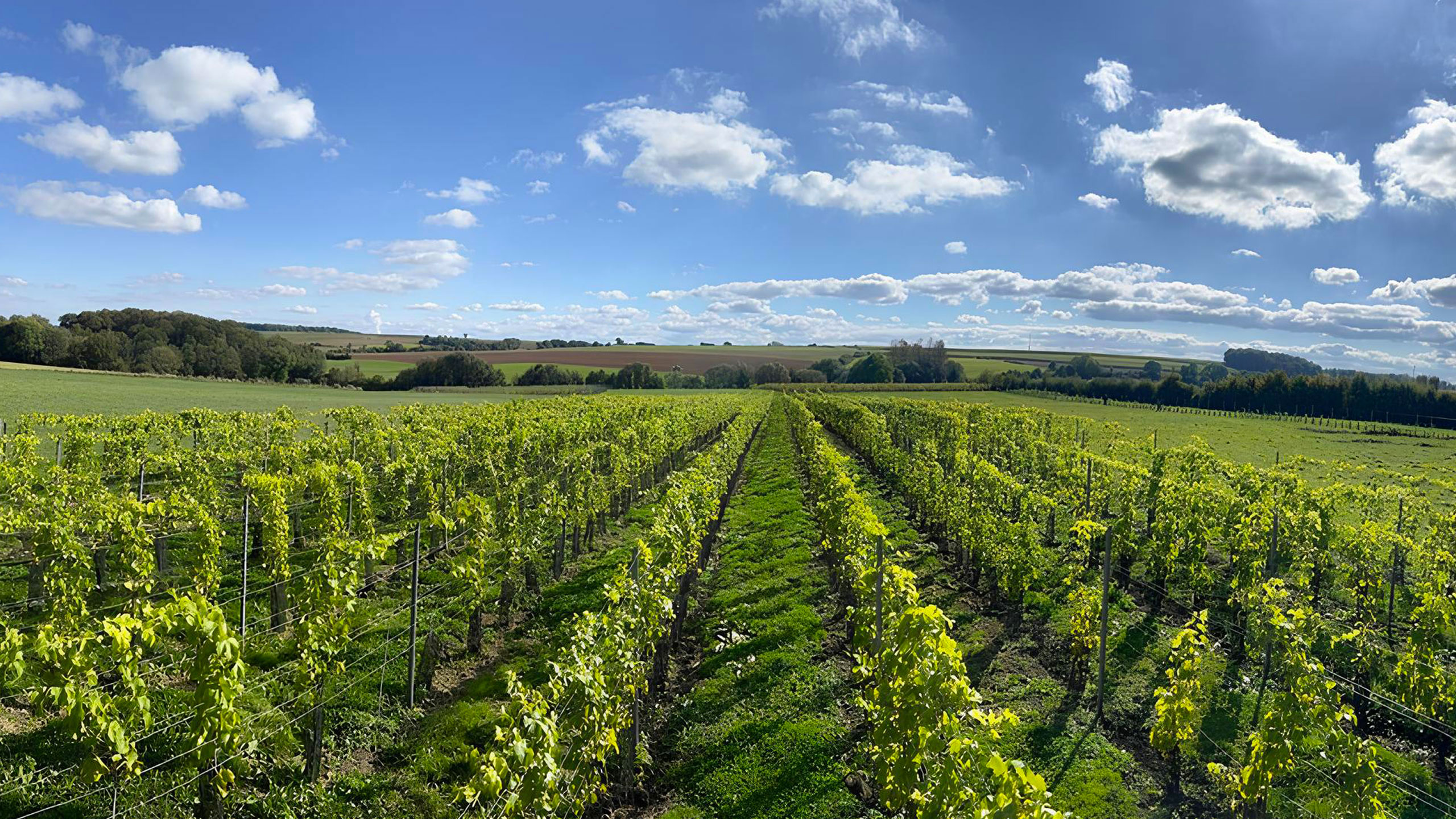 Vue panoramique d'un vignoble coopératif local sous un ciel bleu avec des rangées de vignes vertes.