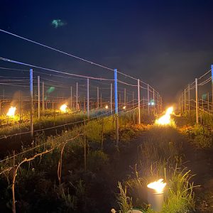 Des feux allumés dans un vignoble pendant la nuit pour protéger les vignes du gel