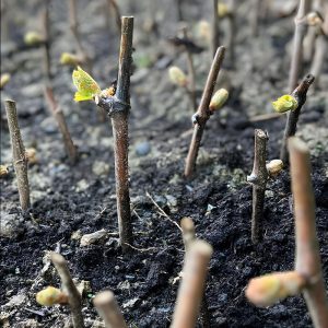 Boutures de Baco Noir plantées en terre, avec les premiers bourgeons apparaissant