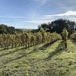 Photo du vignoble en automne