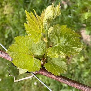 Une jeune pousse de vigne avec des feuilles vertes éclatantes et des bourgeons floraux en développement, soutenue par un fil de palissage.