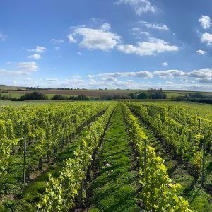 Vignoble des Lacs - Un vignoble coopératif, local et respectueux de l'environnement, avec des rangées de vignes luxuriantes sous un ciel dégagé.